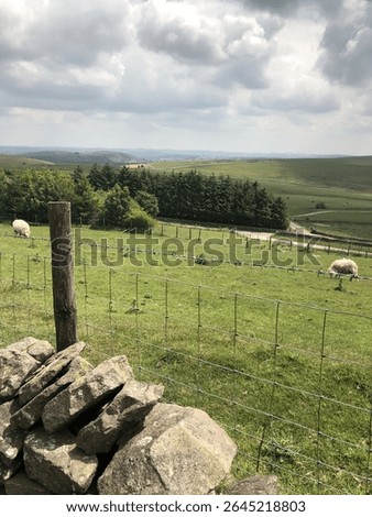 Sheep in a panaramic field