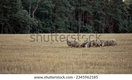 sheep in the pasture. home animal. grazing in the meadow. livestock farm. sheep in the field, animal for wool. Cute baby sheep over dry grass field, farm animal. Group of sheep grazing