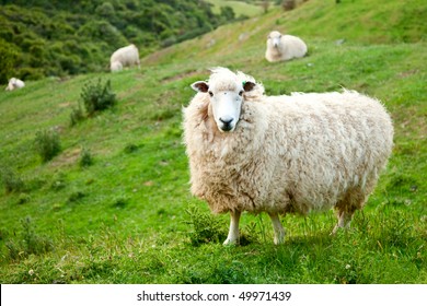 Sheep at a pasture in New Zealand