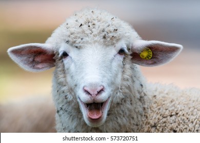 Sheep, pets. - Shutterstock ID 573720751