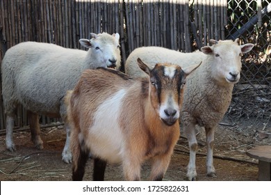 Sheep In Petting Zoo With Goat.