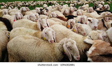 sheep piled up in a grass, outside