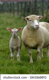 Sheep. Poll Dorset Ewe With Lamb.