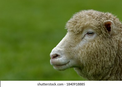 Sheep. Poll Dorset Ewe Profile Portrait.