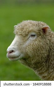 Sheep. Poll Dorset Ewe Profile Portrait.