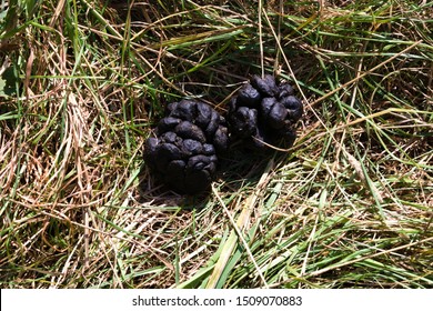 Sheep Poop Images, Stock Photos & Vectors | Shutterstock