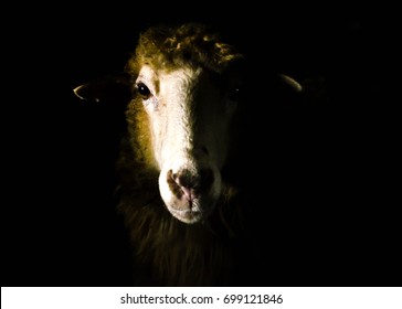 Sheep Portrait Isolated On Black