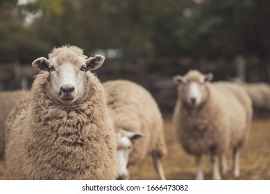 Mouton Images Photos Et Images Vectorielles De Stock Shutterstock