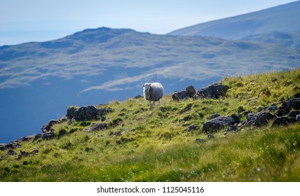 Sheep Posing For You While Coming Down From The Scafell Pike Hike In The Lake District Region Of The UK