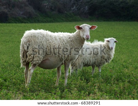 Sheep - Pregnant or Nursing Ewe in front.