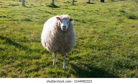 3,680 Sheep profile Images, Stock Photos & Vectors | Shutterstock