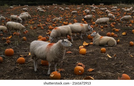 Sheep And Pumpkins, Cotswolds, England.