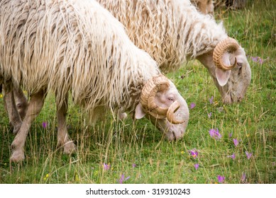 Sheep Of The Pyrenees Close Up, France