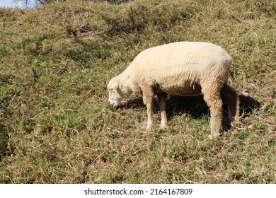 
A Sheep At Qingjing Farm