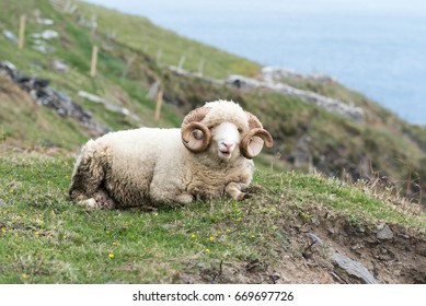 Sheep Ram In Dingle Peninsula In Ireland