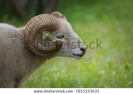 A sheep ram with horns walking on a sunny meadow. Farming. Livestock.