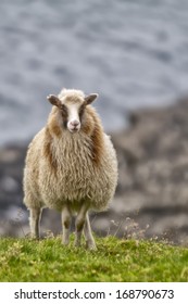 Sheep ram on the blue sea and grass background
