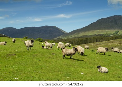 Sheep And Rams In Connemara Mountains