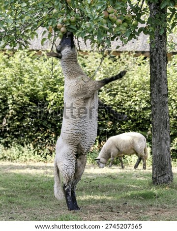 Sheep reaching apples on tree, farm animal behavior in orchard.
Vertical image of a sheep standing on hind legs reaching apples on an apple tree, with another sheep grazing in the background. Rural orchard and pasture scene, concept for livestock, agriculture, sustainable farming and animal feeding behavior.
