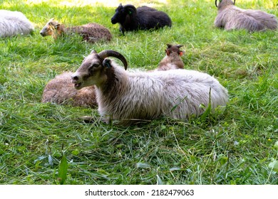 Sheep are resting in the grass. Sheep are free range. Beautiful ecological background