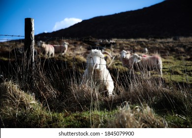 Sheep In The Ring Of Kerry