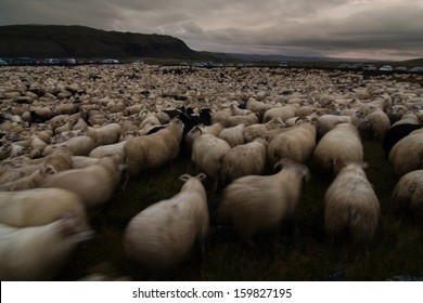 Sheep round-up, Iceland