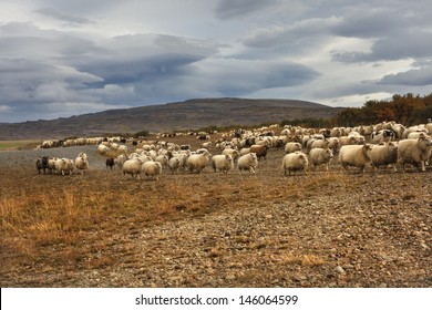 Sheep roundup in Iceland / West Iceland / Autumn time