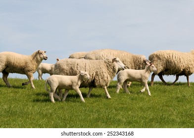 running sheep with attitude pictures
