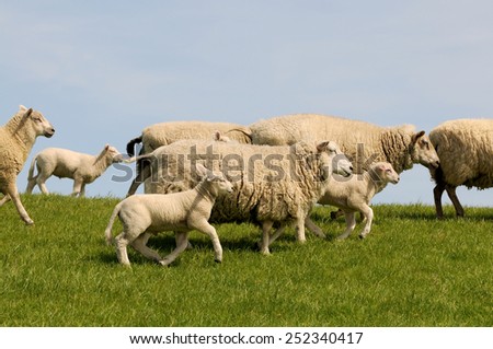 Sheep running