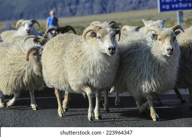Sheep running down the road and drovers, Iceland