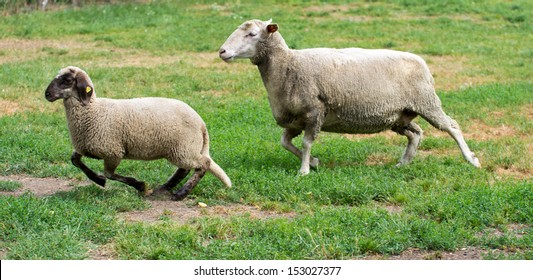 Sheep Running On Grass Field