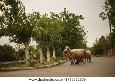 Sheep running on the street of a small Bulgarian village.