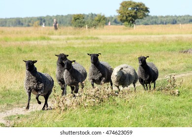 Sheep Running Through The Field.  Karakul Sheep.