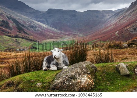 Sheep in the scenery. A Herdwick ewe is seen sitting in the foreground whilst the magnificent Langdale Valley stretches out behind.