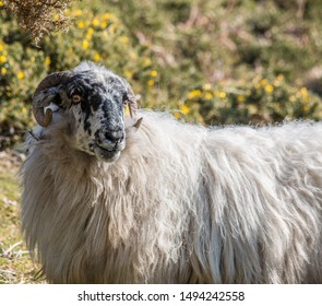 Sheep (Schaf, Ovis) In Ireland At The Ring Of Kerry