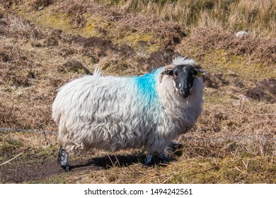 Sheep (Schaf, Ovis) In Ireland At The Ring Of Kerry