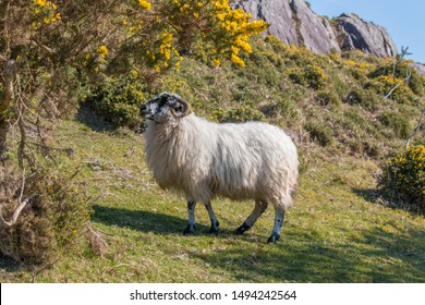 Sheep (Schaf, Ovis) In Ireland At The Ring Of Kerry