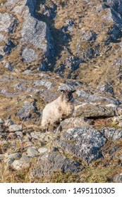 Sheep (Schaf, Ovis) In Ireland At The Ring Of Kerry