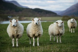 Sheep In Scotland (3)