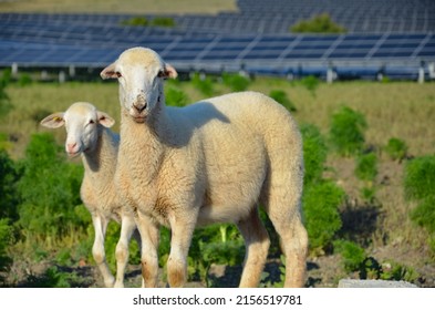 Sheep sharing habitat with the generation of renewable energy in a livestock area and solar energy production
