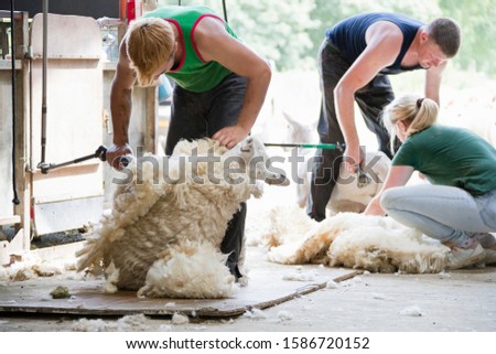 Similar – three sheep of a flock of sheep look curiously into the camera