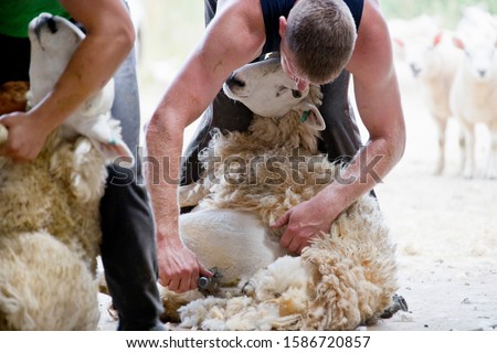 Sheep shearers shearing sheep wool with electric clippers