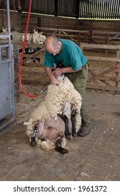 Sheep Shearing Stock Photo 1961372 | Shutterstock