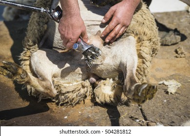 Sheep Shearing