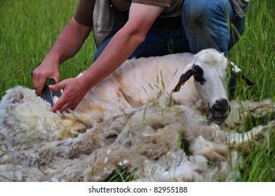 Sheep Shearing