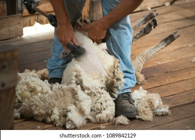 Sheep Shearing At Farm, Melbourne, Australia