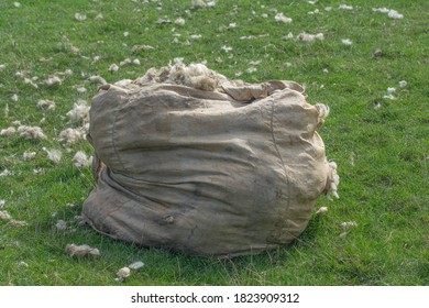 Sheep Shearing On Eiderstedt Peninsula,North Sea,North Frisia,Germany