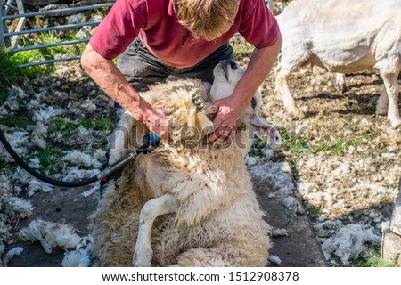 Sheep shearing is the process by which the woollen fleece of a sheep is cut off. The person who removes the sheep's wool is called a shearer.