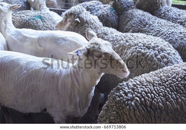 Sheep Shearing Process By Which Woollen Stock Photo 669713806