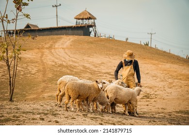 The Sheep With Shepherd Boy At Farm.